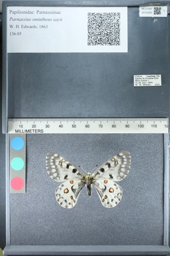 Media type: image;   Entomology 152325